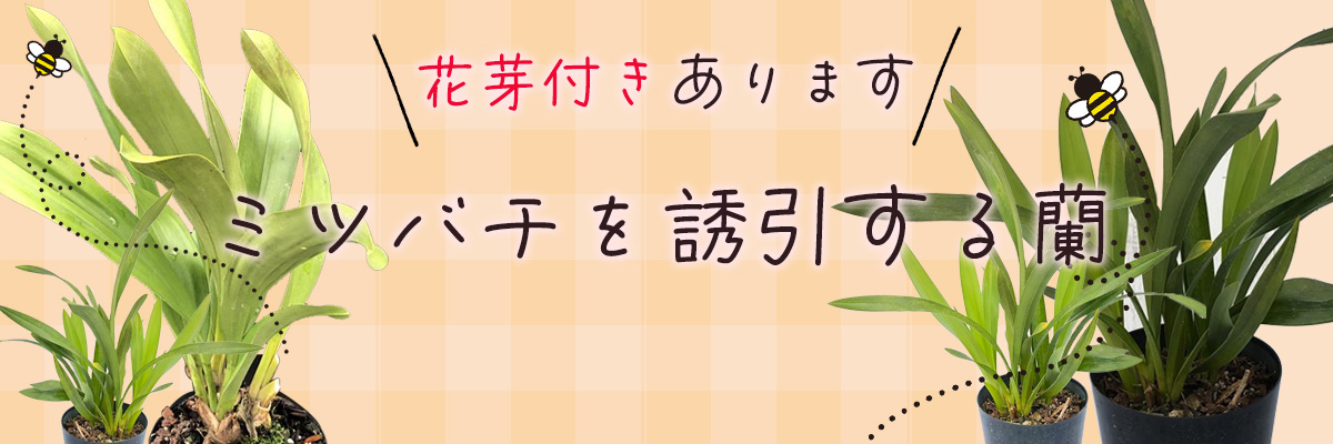 レイテストプランツ - Yahoo!ショッピング