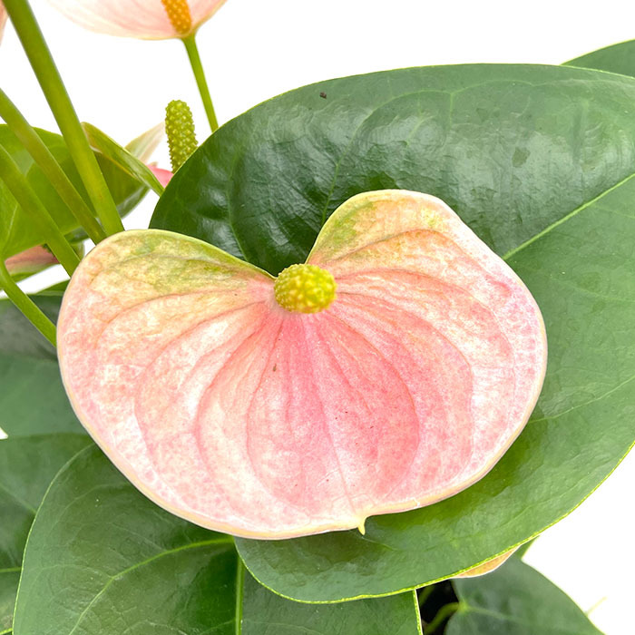 予約販売】 送料無料 アンスリウム スピリット 6号鉢 観葉植物 鉢植え