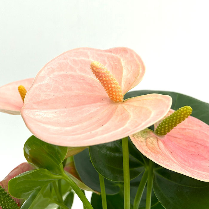 予約販売】 送料無料 アンスリウム スピリット 6号鉢 観葉植物 鉢植え