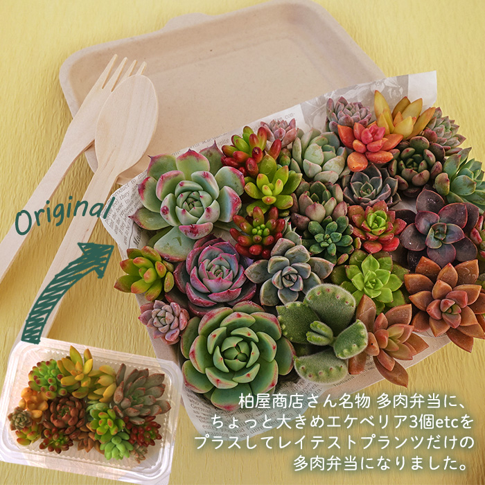 柏屋商店さん直送】送料無料 多肉弁当 多肉植物 観葉植物 インテリア