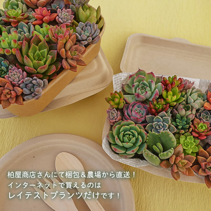 柏屋商店さん直送】送料無料 多肉弁当 多肉植物 観葉植物