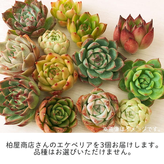 柏屋商店さん直送】送料無料 多肉弁当 多肉植物 観葉植物