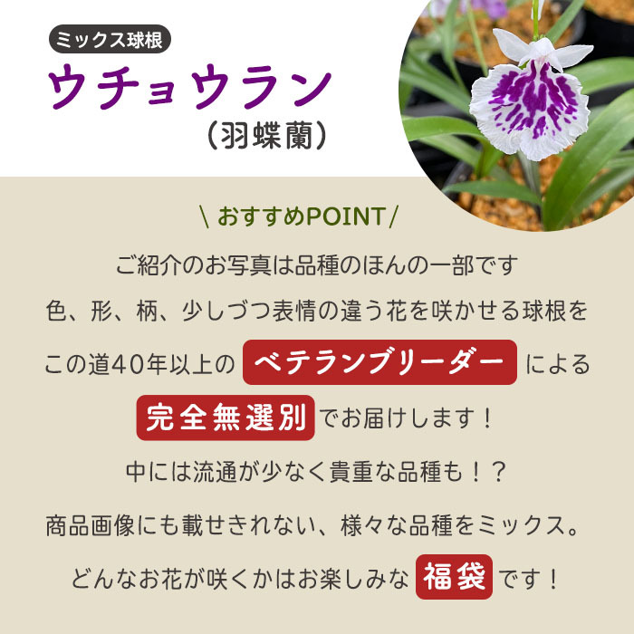 予約販売】送料無料 ウチョウラン ミックス球根 山野草 10球 福袋 羽蝶