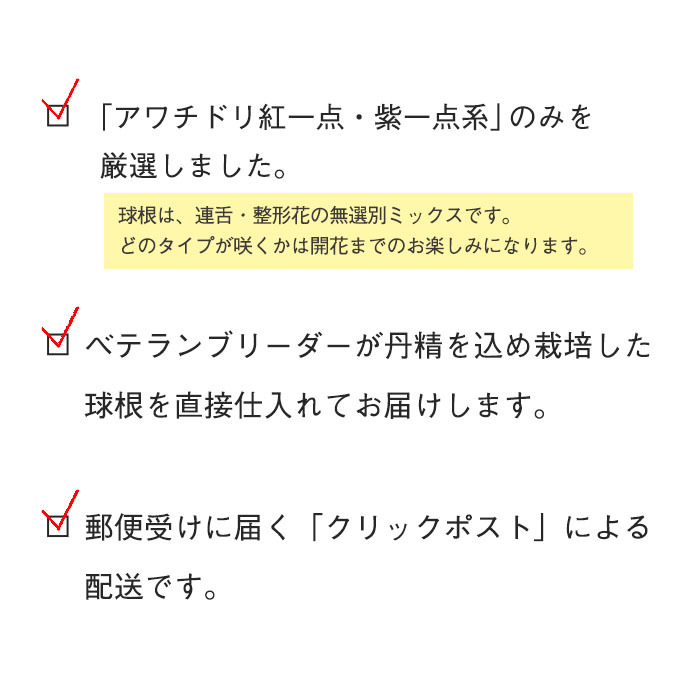 【予約販売】送料無料 アワチドリ 紅一点・紫一点系 ミックス球根 山野草 5球 福袋 羽蝶蘭 ウチョウラン うちょうらん bio 2月下旬以降発送