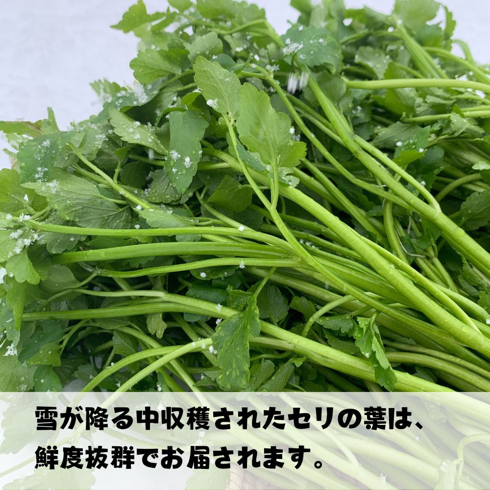 朝採れ 三関産 春 せり 500g セリ 秋田 三関 芹 根 根つき 香草 野菜 七草 芹がゆ 三 関 取り寄せ せりなべ