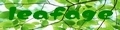 leafage ロゴ