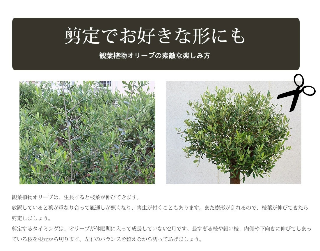 オリーブの木 苗木 アルベキーナ オリーブ ギフト観葉植物 : リーベン