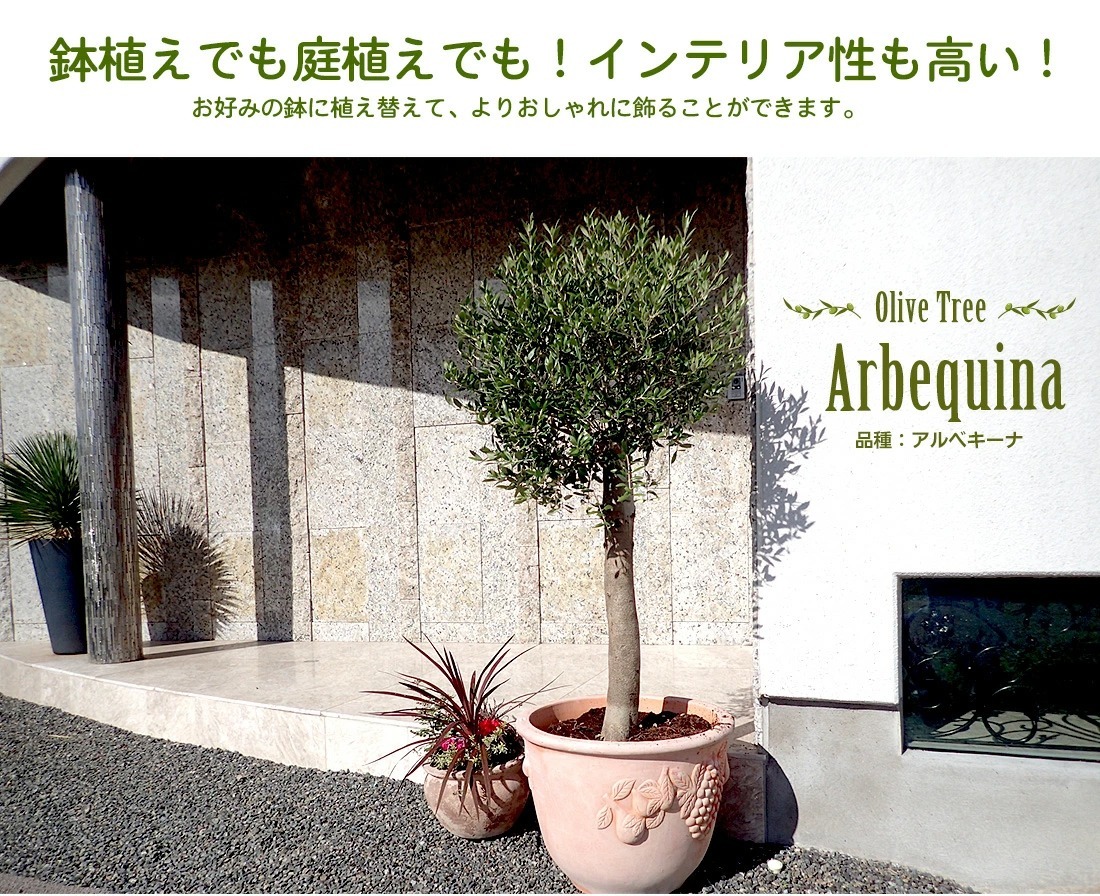 オリーブの木 苗木 アルベキーナ オリーブ ギフト観葉植物 : リーベン
