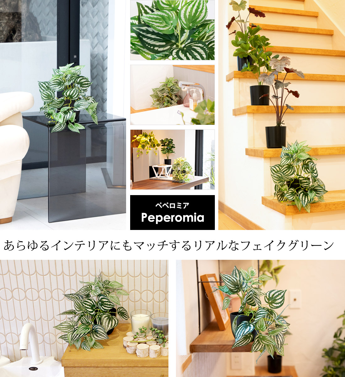 fg_peperomia_03.jpg