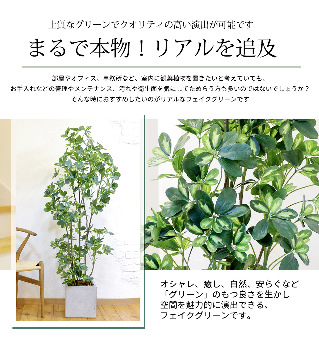 fg_schefflera_02.jpg