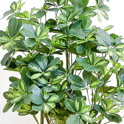 リーベン シェフレラ 140cm フェイクグリーン 無光触媒加工済 フェイク