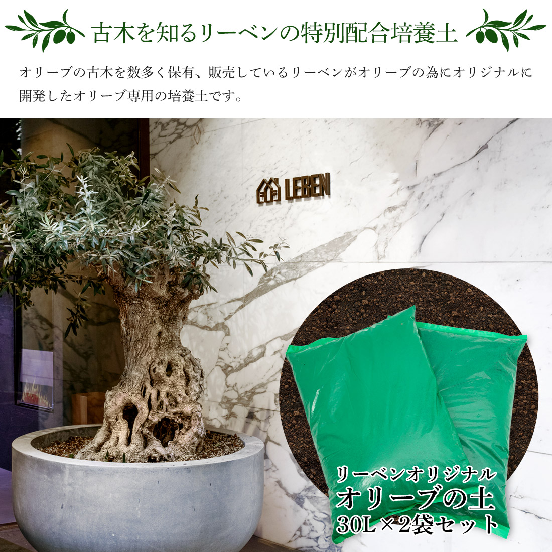 断捨離中　オリーブ38 鉢植えオリーブ 販売 新築・開店祝いにも最適