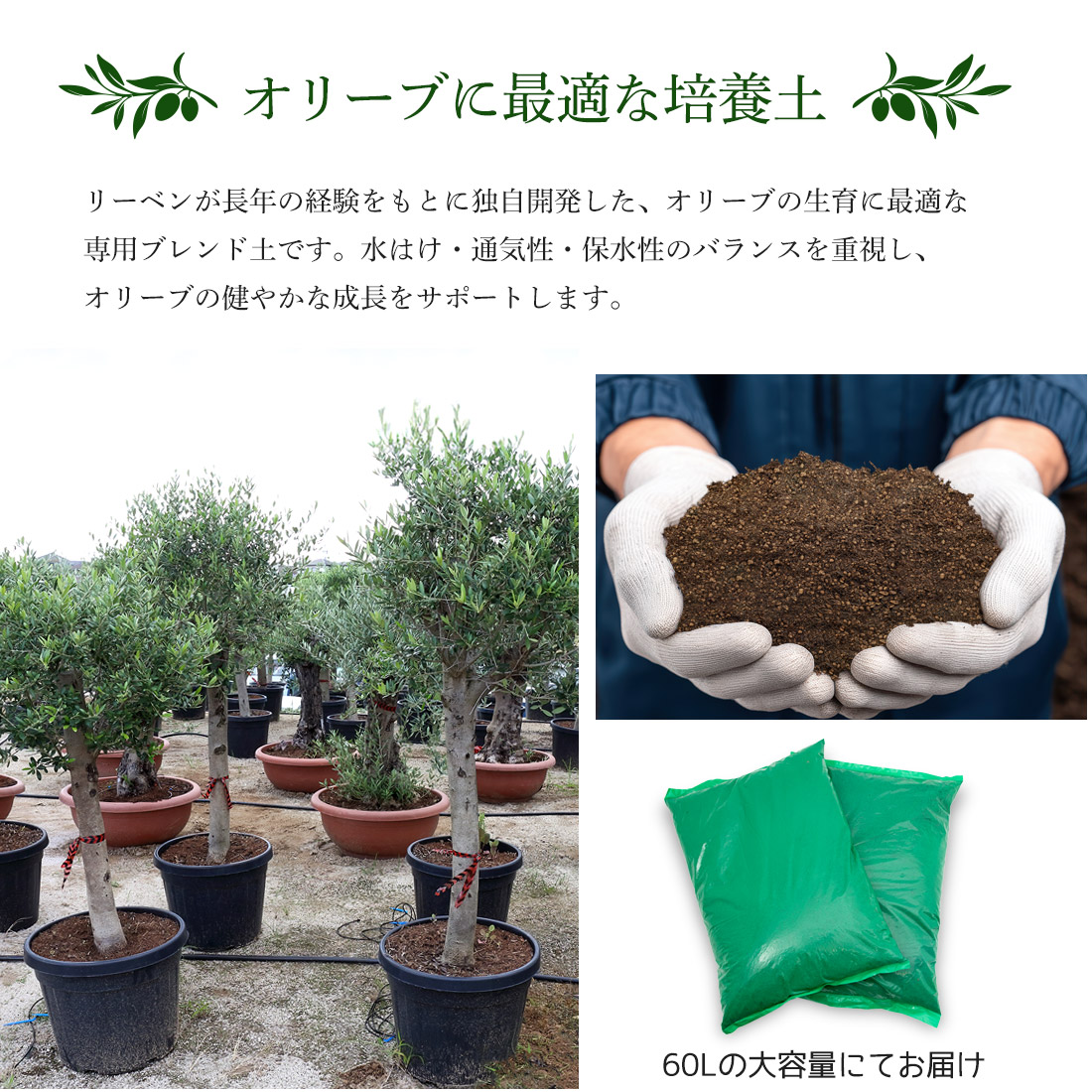 soil-olive_02.jpg
