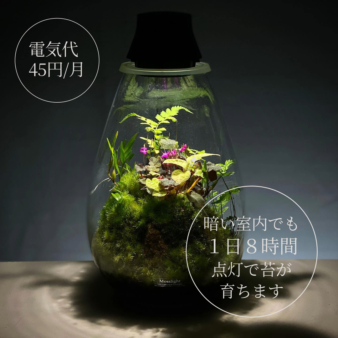 LED照明付テラリウム Mosslight モスライト 植物育成ライト 常夜灯にも