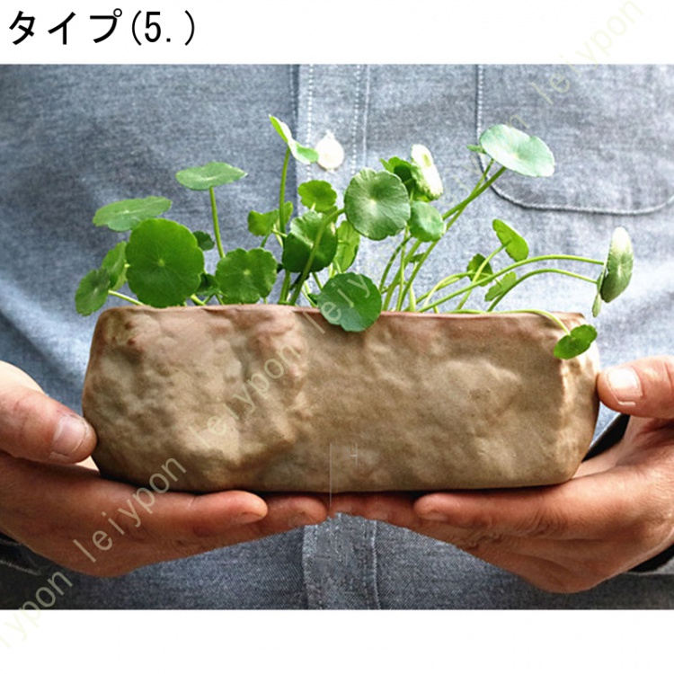 多肉植物鉢 サボテン鉢 鉢植え セラミック 水鉢 水培 排水穴なし