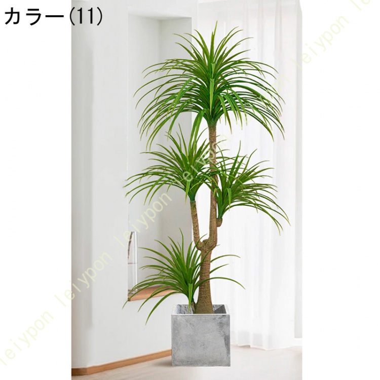 ドラセナ 観葉植物 屋外の商品一覧 通販 - Yahoo!ショッピング