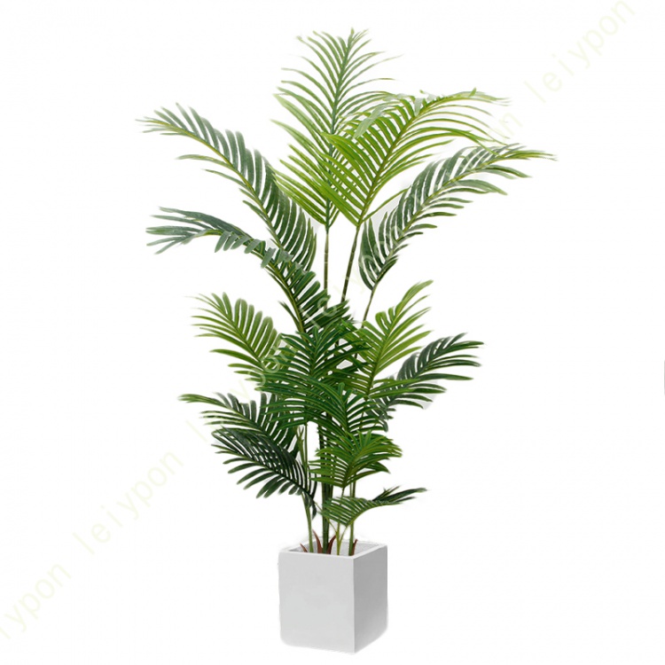 CATEGORY 観葉植物 | GREEN LUCK
