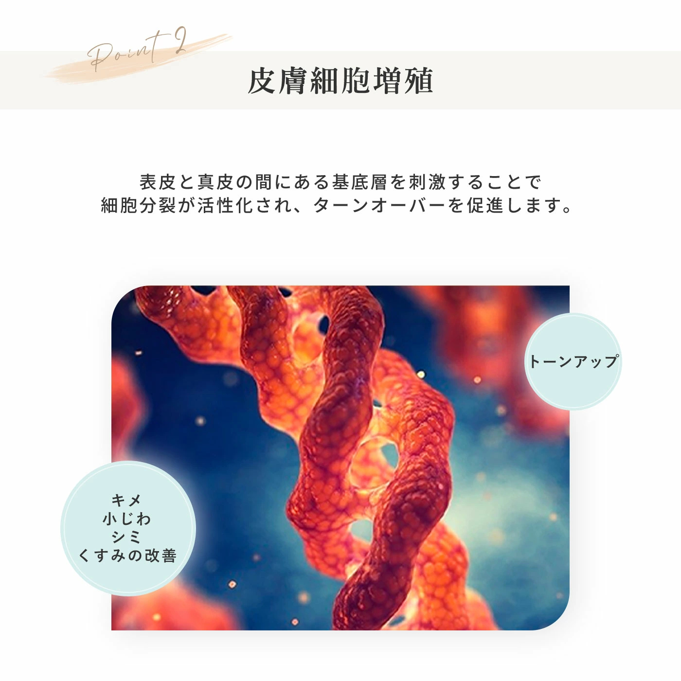 皮膚細胞増殖。キメ、シワ、小じわ、シミ、くすみの改善