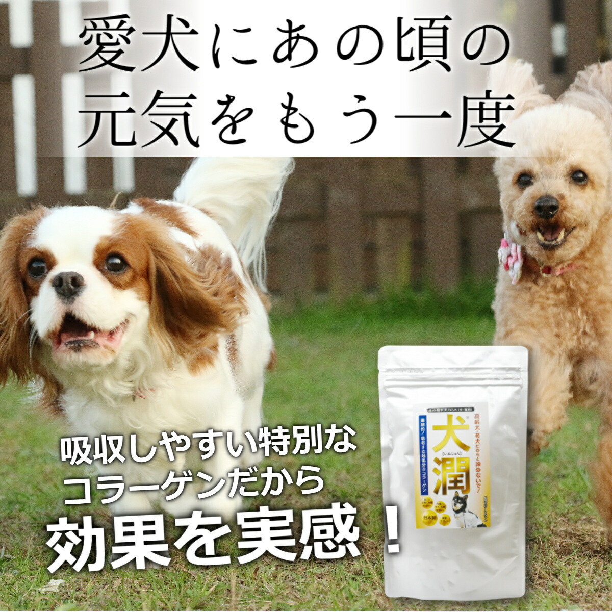 楽天市場】＼ご愛顧感謝デー／ 犬用品 コラーゲン パワー