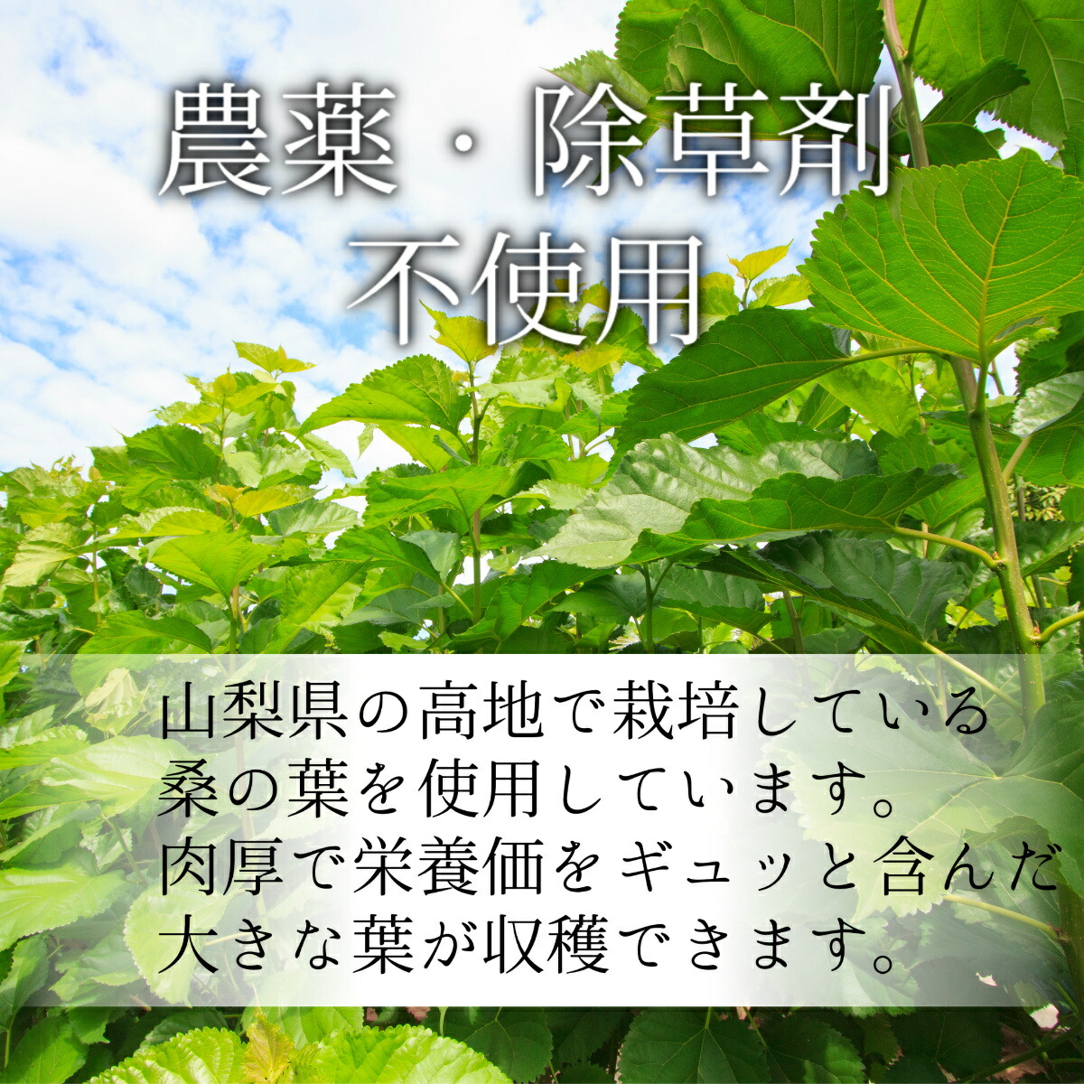 商品画像4