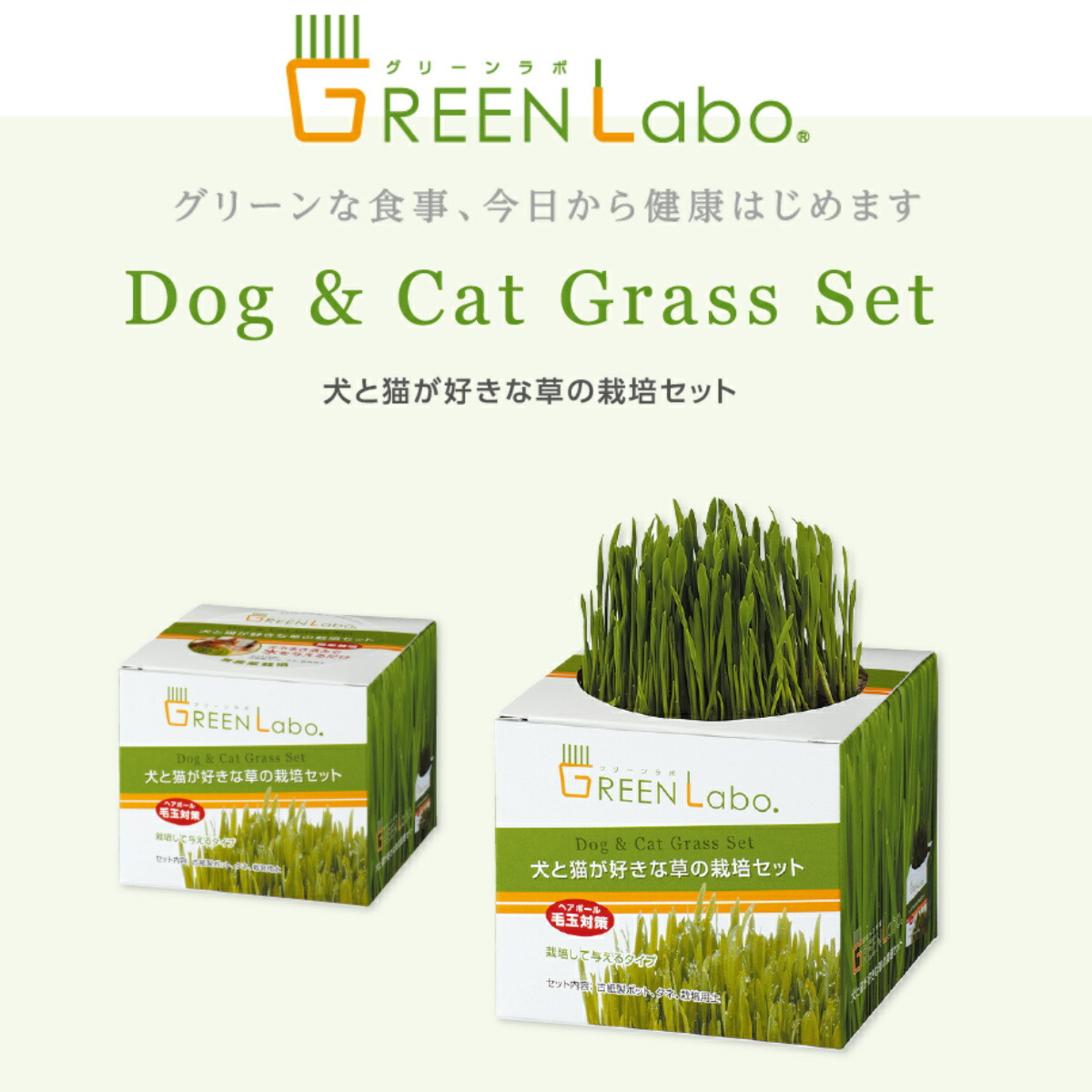 GreenLabo 犬と猫が好きな草の栽培セット ×12個セット グリーンラボ 猫草 送料無料