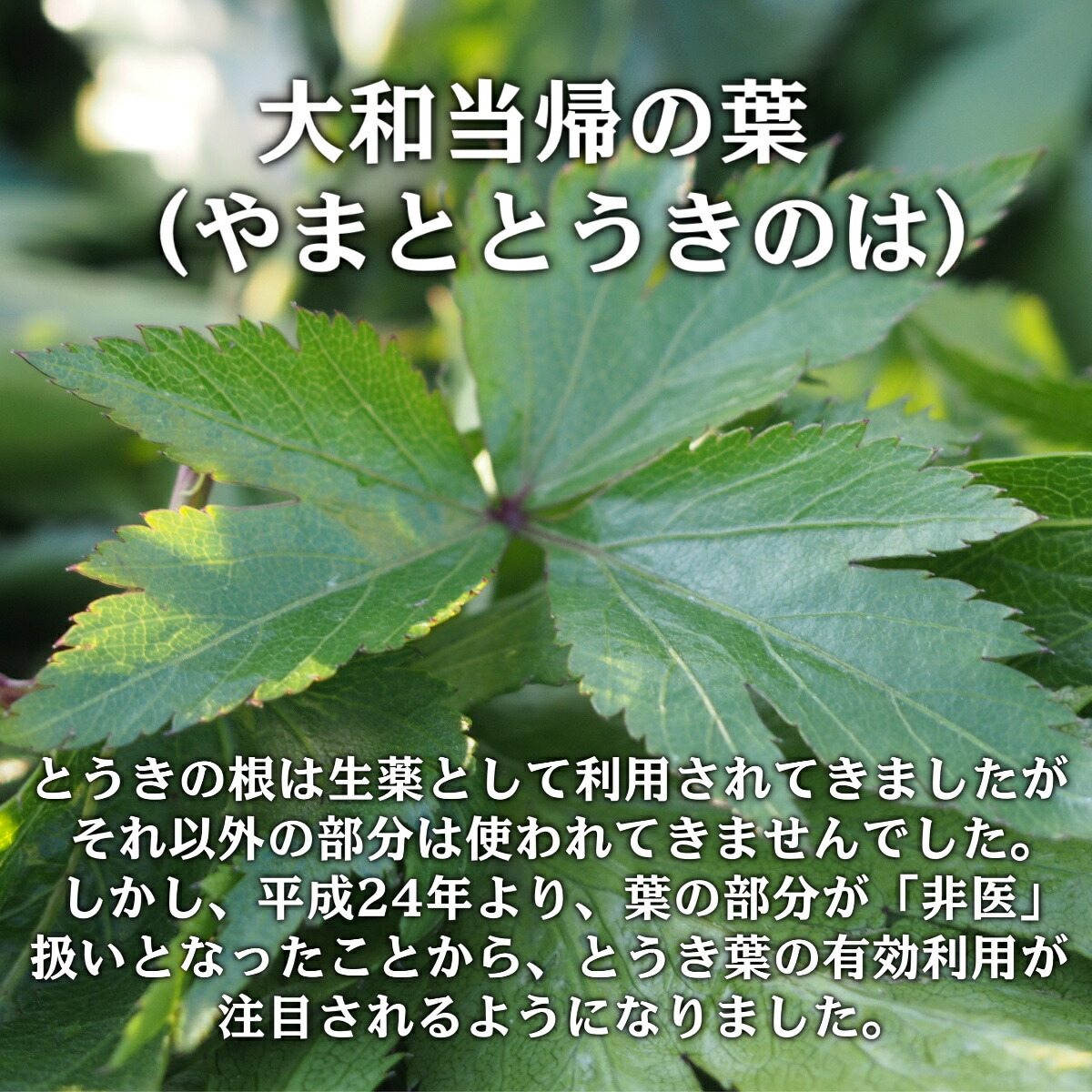 商品画像3