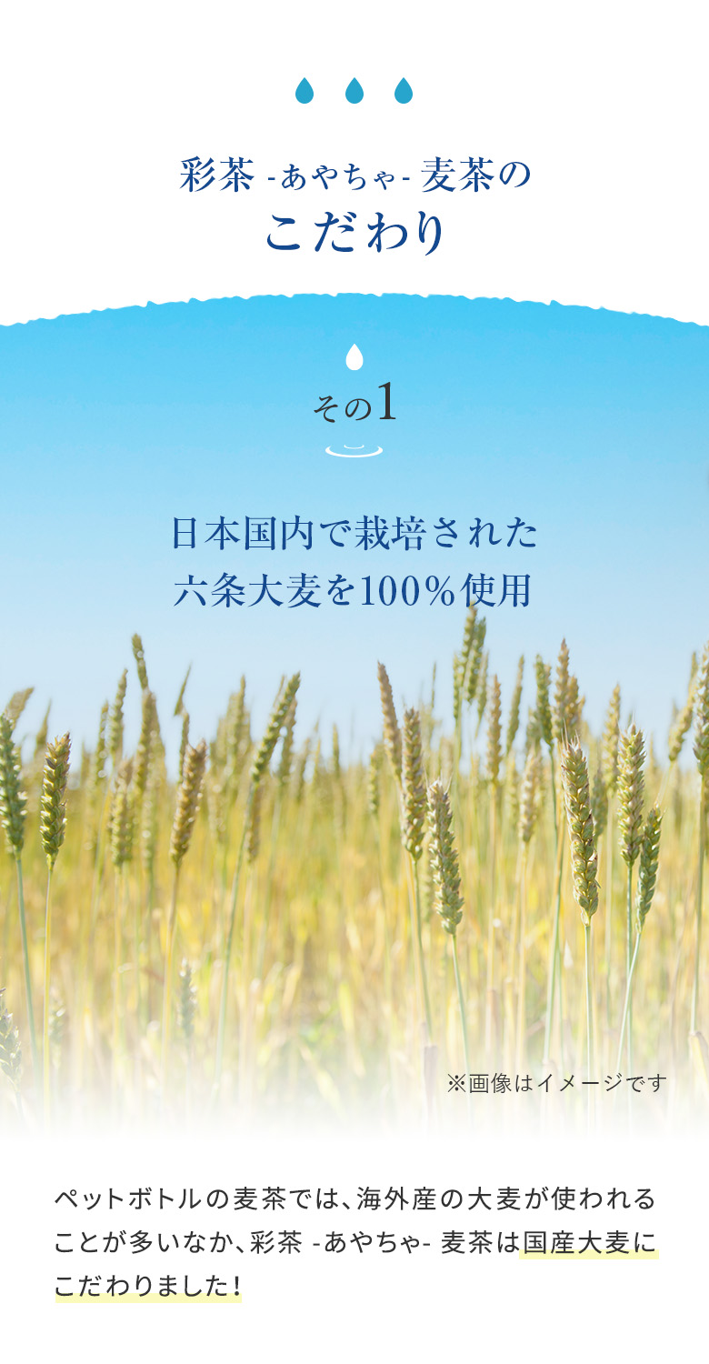 麦茶
