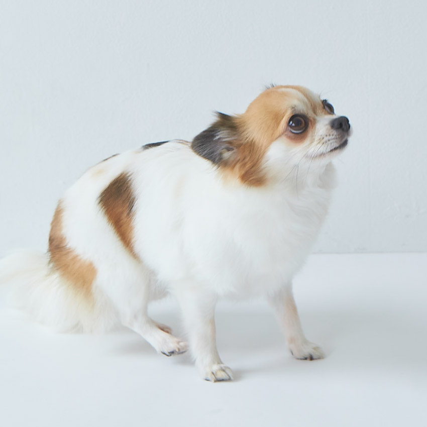 ニッピ 犬用 あしたも走ろっ。牛由来 160g : LIFE LUCK ヤフー店