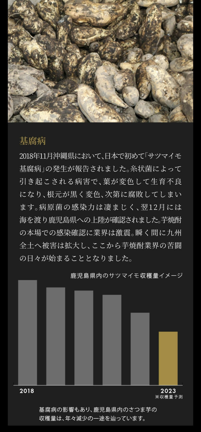 送料無料 限定500本 焼酎 芋焼酎 白金乃雫 しらかねのしずく 無加水