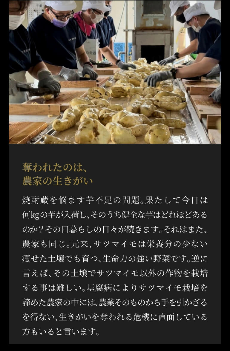 送料無料 限定500本 焼酎 芋焼酎 白金乃雫 しらかねのしずく 無加水