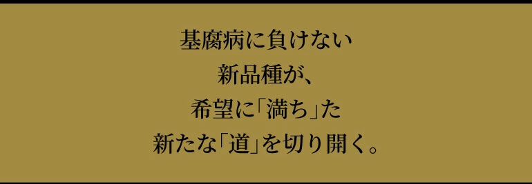 送料無料 限定500本 焼酎 芋焼酎 白金乃雫 しらかねのしずく 無加水