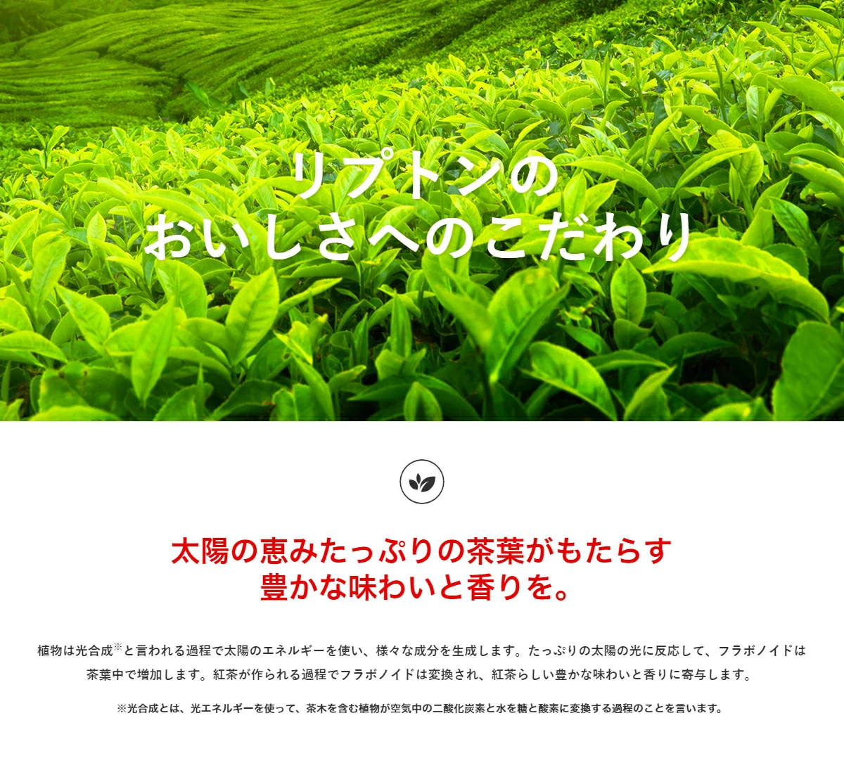 LPバナー