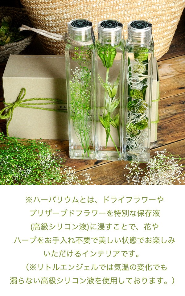 グリーンハーバリウム  ボタニカル 千日紅 商品イメージ1