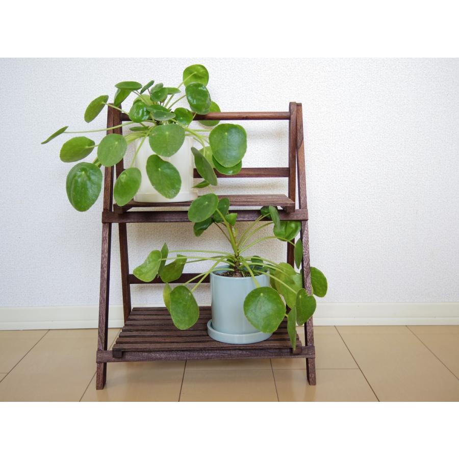 フィカス ティネケ 7号鉢（21cm） : LittleGreenPlanet - 通販 - Yahoo