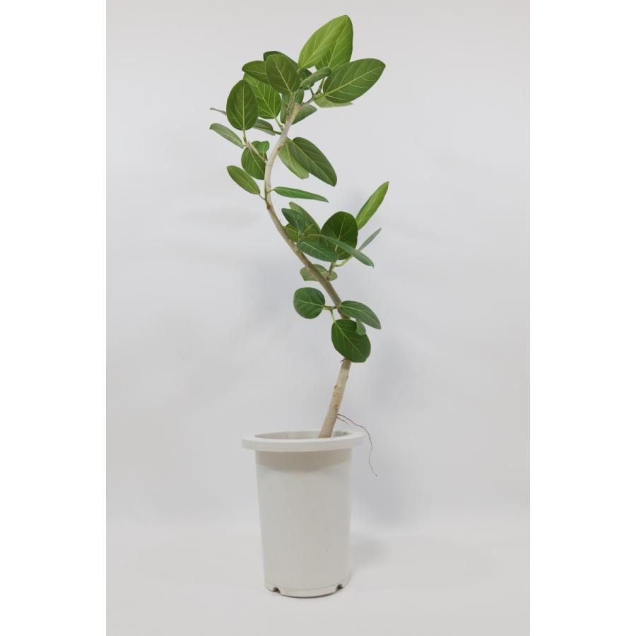 フィカス ティネケ 7号鉢（21cm） : LittleGreenPlanet - 通販 - Yahoo