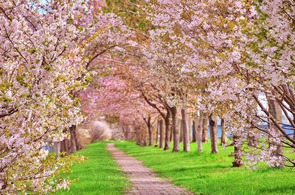 タペストリー 桜 名所 インテリア 壁面 おしゃれ 風景 景色 絶景 大阪城 吉野 大判 大きい 癒し 部屋 飾り付け 季節 プレゼント 背景布 Oth 2 Live On 通販 Yahoo ショッピング