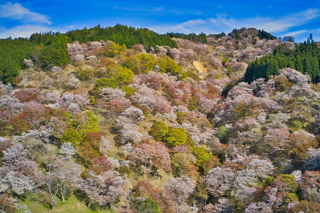 タペストリー 桜 名所 インテリア 壁面 おしゃれ 風景 景色 絶景 大阪