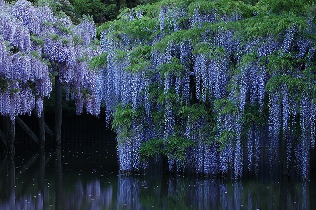 タペストリー 藤の花 インテリア おしゃれ グリーン ナチュラル 魔除け 厄除け 大判 癒し 部屋 飾り 背景布 藤棚 トンネル 紫 Oth 319 Live On 通販 Yahoo ショッピング タペストリー 藤の花 インテリア おしゃれ グリーン ナチュラル 魔除け 厄除け 大判 癒し 部屋 飾り 背景布 藤棚 トンネル 紫 Oth 319 Live On 通販 Yahoo ショッピング