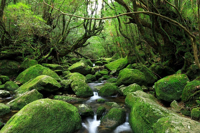 タペストリー 屋久島 世界遺産 自然 木漏れ日 屋久杉 滝