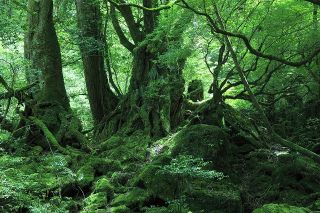 タペストリー 屋久島 世界遺産 自然 木漏れ日 屋久杉 滝 インテリア