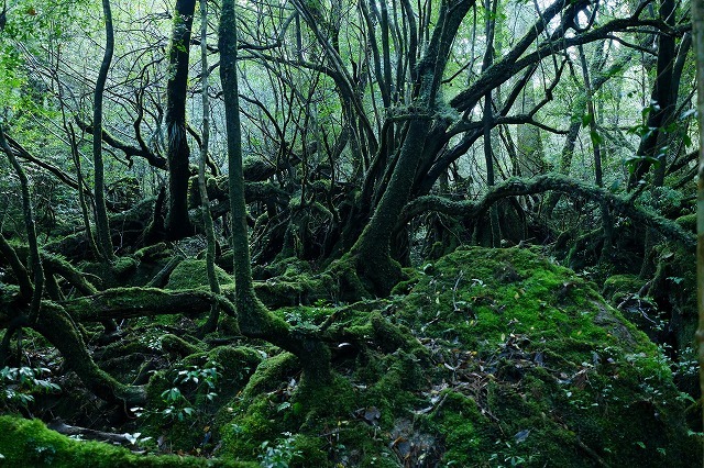 タペストリー 屋久島 世界遺産 自然 木漏れ日 屋久杉 滝 インテリア