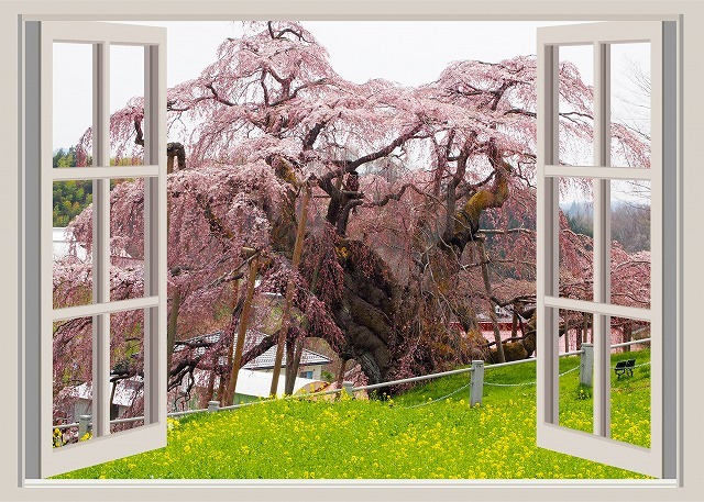 タペストリー 桜 窓枠 狩宿下馬桜 三春滝桜 山高神代桜 名所 タペストリー 桜 窓枠 狩宿下馬桜 三春滝桜 山高神代桜 名所