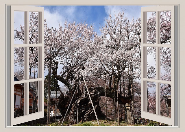 タペストリー 桜 窓枠 狩宿下馬桜 三春滝桜 山高神代桜 名所 