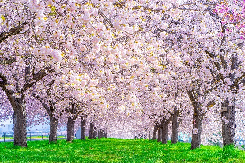 人気提案タペストリー 桜 インテリア 桜吹雪 ピンク 絶景 春 季節