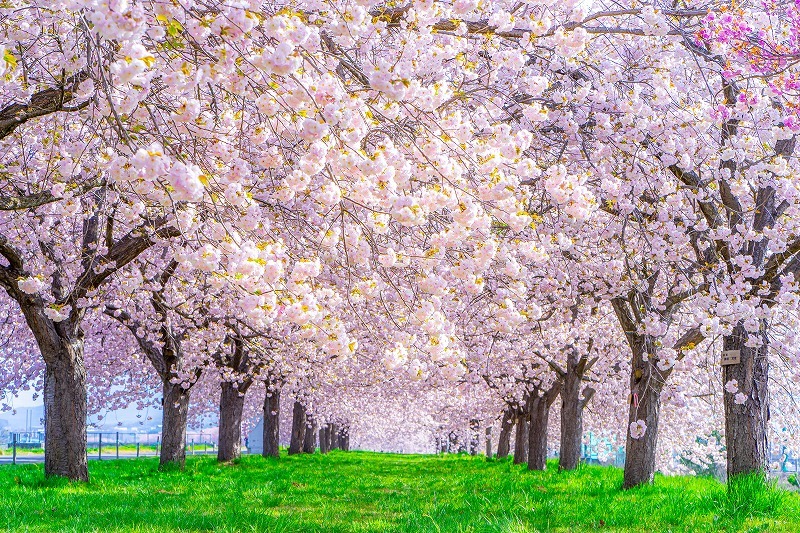 タペストリー 桜 インテリア 春 おしゃれ 風景 景色 絶景 大判 大きい 癒し 部屋 季節 背景布 zoom 桜吹雪 ピンク 花見 桃色 満開