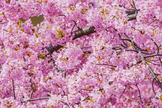 タペストリー 桜 河津桜 インテリア 春 おしゃれ 風景 景色 絶景 大判