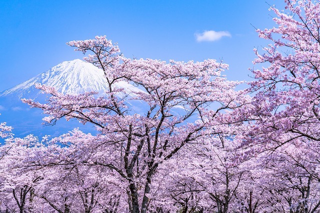 タペストリー 桜 インテリア 富士山 菜の花 春 おしゃれ 風景 景色