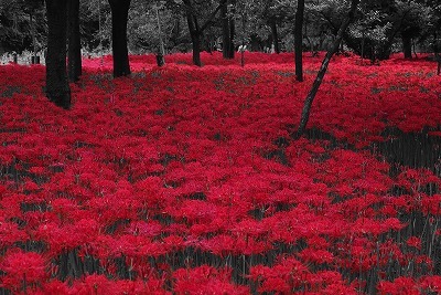 タペストリー コスモス キンモクセイ 彼岸花 ヒガンバナ 秋の花 鰯雲 青空 風景 植物 写真 大きい 壁 インテリア 布 目隠し  ファブリックポスター 背景