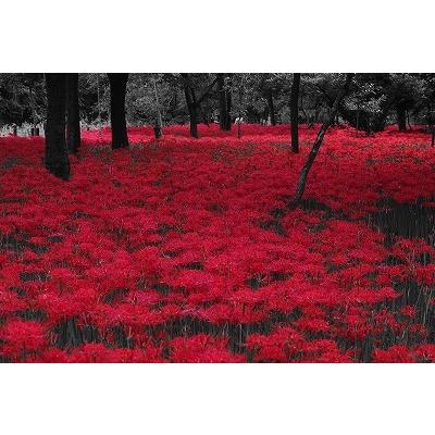 タペストリー コスモス キンモクセイ 彼岸花 ヒガンバナ 秋の花 鰯雲 青空 風景 植物 写真 大きい 壁 インテリア 布 目隠し ファブリックポスター 背景 Oth 472 Live On 通販 Yahoo ショッピング タペストリー コスモス キンモクセイ 彼岸花 ヒガンバナ 秋の花 鰯雲 青空 風景 植物 写真 大きい 壁 インテリア 布 目隠し ファブリックポスター 背景 Oth 472 Live On 通販 Yahoo ショッピング