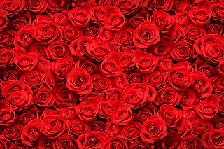 新着商品 タペストリー 花 フラワー フラワーアート 薔薇 バラ アレンジ インテリア おしゃれ 目隠し 部屋 飾り付け 背景布 グッズ 壁 写真 Zoom 母の日 プレゼント Supplystudies Com 新着商品 タペストリー 花 フラワー フラワーアート 薔薇 バラ アレンジ インテリア おしゃれ 目隠し 部屋 飾り付け 背景布 グッズ 壁 写真 Zoom 母の日 プレゼント Supplystudies Com